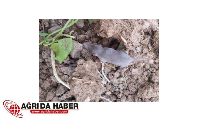 Ördek Gagalı Fareyi Andıran Hayvanın Cinsi Tespit Edildi !