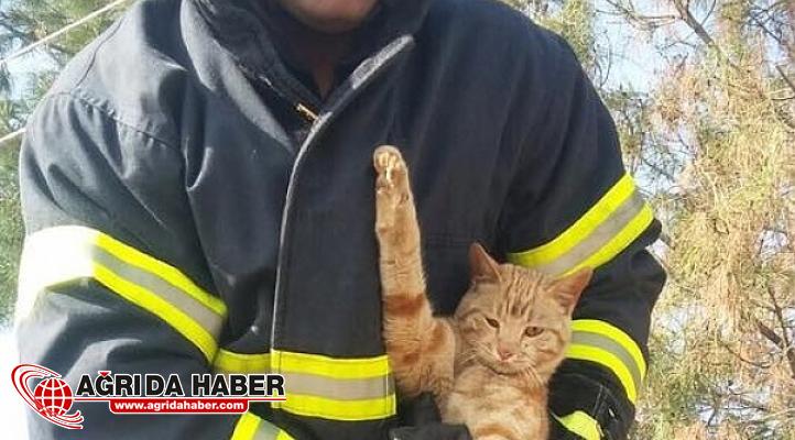 Doğubayazıt'ta Direkte Mahsur Kalan Kediye İtfaiye Yardımı