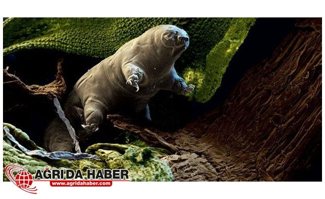 İnsanlar Ölümsüz Olabilirler !