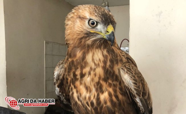 Yaralı Olarak Bulunan Şahin Koruma Altına Alındı