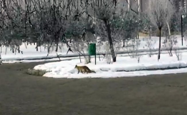 Aç kalan tilki şehre indi Aç kalan tilki şehre indi