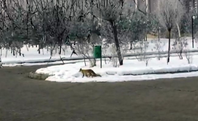 Aç kalan tilki şehre indi