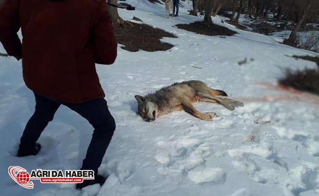 Ağrı'da köye inen aç kurdu köpekler parçaladı