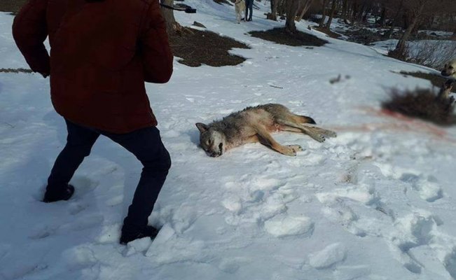 Ağrı’da köye inen kurt köpekler tarafından parçalandı