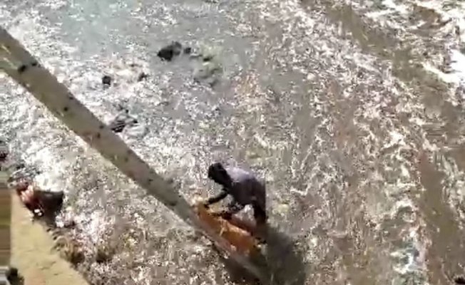 Dereye düşen sokak köpeğini kurtarmak için kıyafetleriyle suya atladı