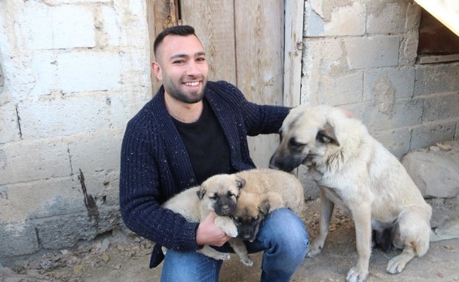 Kangal yavruları Ameliyat olursa yürüyecekler Kangal yavruları Ameliyat olursa yürüyecekler