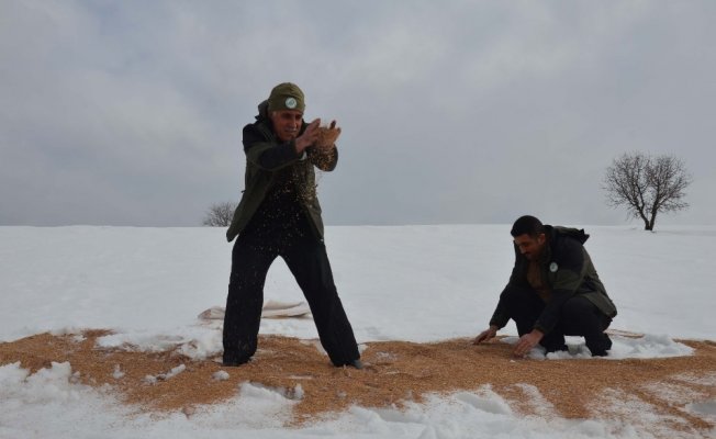 Muş’ta kanatlı hayvanlar için doğaya yem bırakıldı Muş’ta kanatlı hayvanlar için doğaya yem bırakıldı