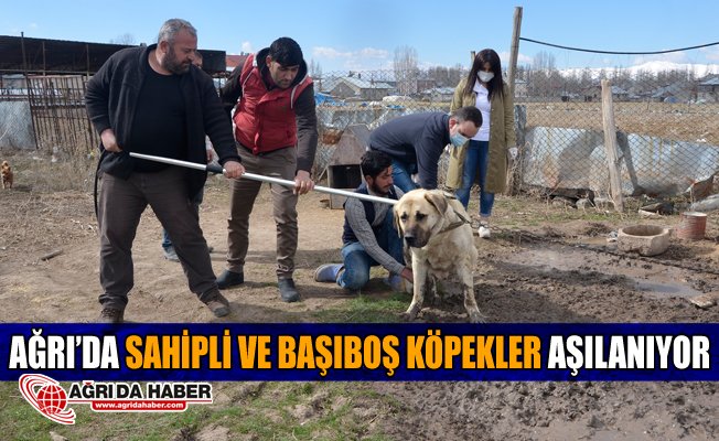Ağrı'da Sahipli ve Başıboş Köpekler Aşılanıyor Ağrı'da Sahipli ve Başıboş Köpekler Aşılanıyor