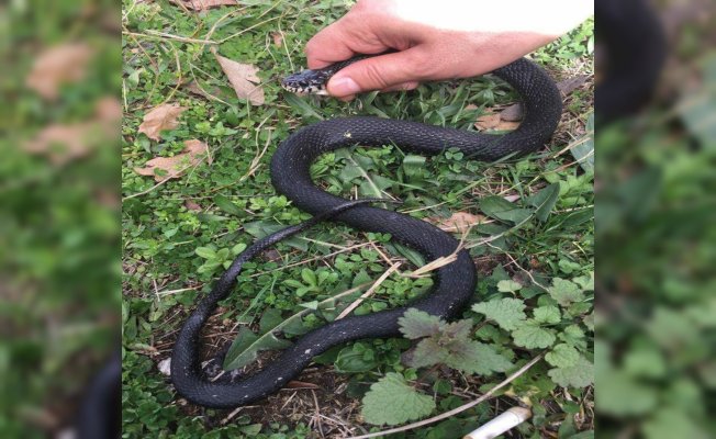 Bahçesinde yakaladığı yılanı serbest bıraktı