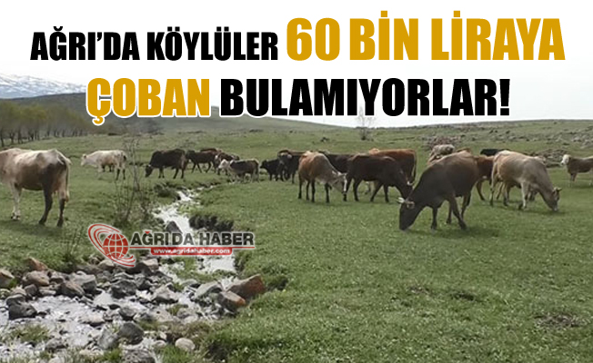 Ağrı'da Köylüler 60 Bin Liraya Çoban Bulamıyorlar