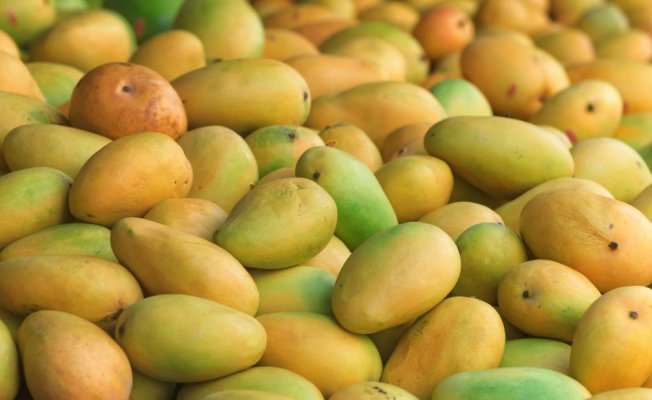 Hindistan'da Mango Topladığı İçin Bir Çocuk Öldürüldü