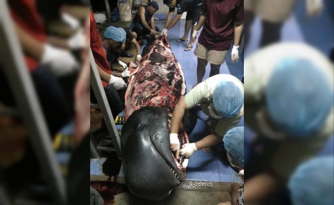 Sahile Vuran Balina'nın Midesinden 40 Kilo Poşet Çıktı