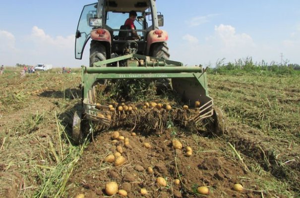 Son Zamanlarda Patates Fiyatı Tavan Yaptı
