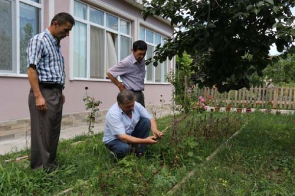 Yabani Orkide Piyasaya Damgasını Vurdu