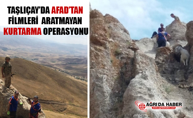Ağrı Taşlıçay'da AFAD'tan Zorlu Keçi Kurtarma Operasyonu