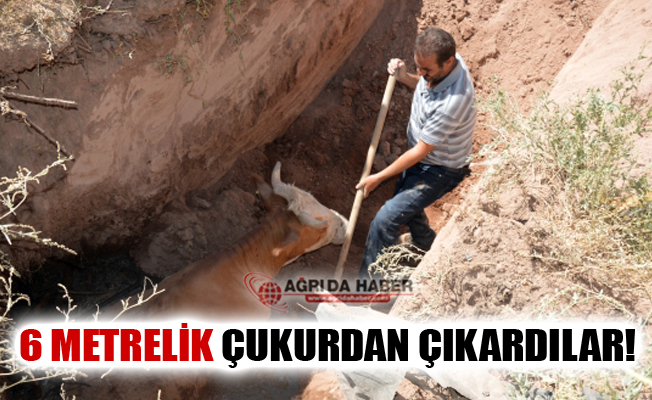 Doğubayazıt'ta 6 Metrelik Çukura Düşen İnekler İş Makinesiyle Kurtarıldı
