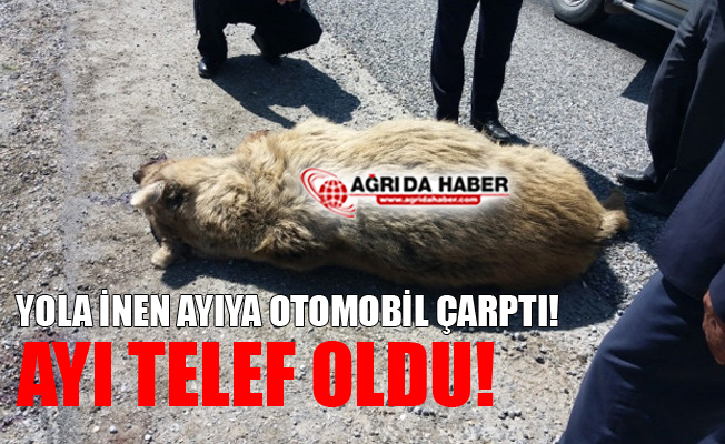 Yola İnen Ayı Araç Çarpmasıyla Telef Oldu!