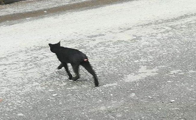 Büyü İçin Kedilere İşkence