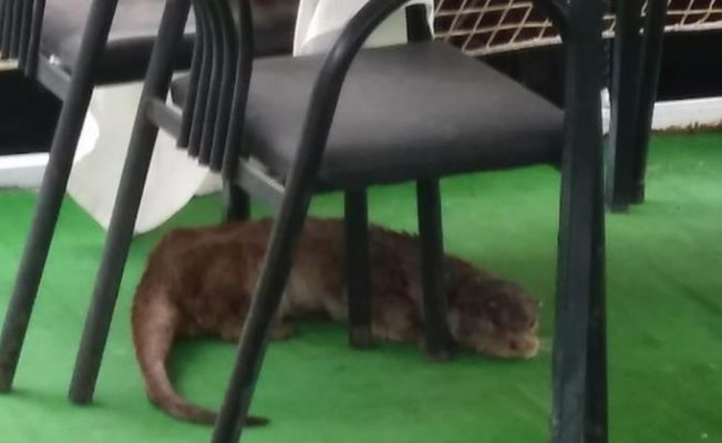 Şanlıurfa'da İlginç Anlar