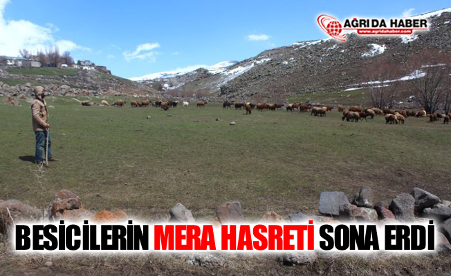 Ağrı'da Besicilerin "Mera" Hasreti Sona Erdi