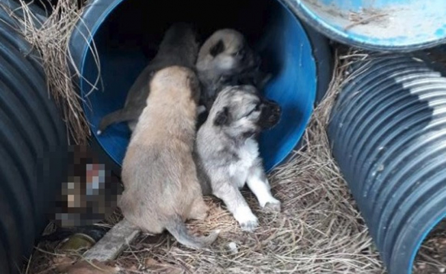 Bir Hayvan Katliamı'da Balıkesir Erdek'te!