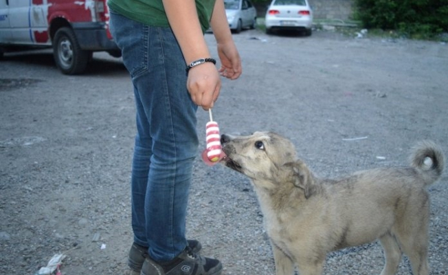 Ağrı'lı vatandaş Sıcak Havada bunalan köpeğe dondurmasını yedirdi