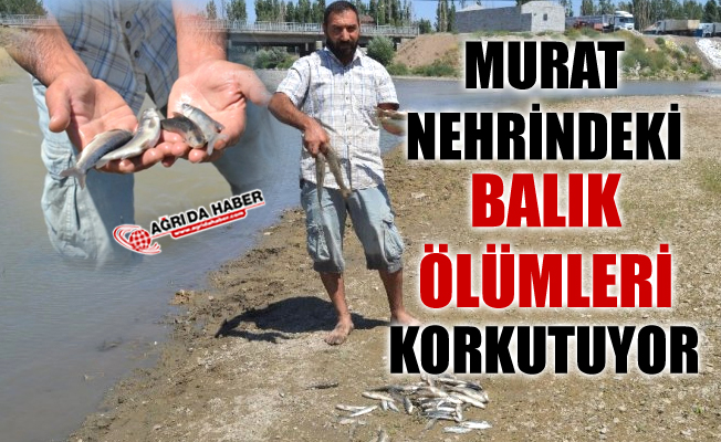 Ağrı Murat Nehrinde Balıklar Neden Ölüyor!