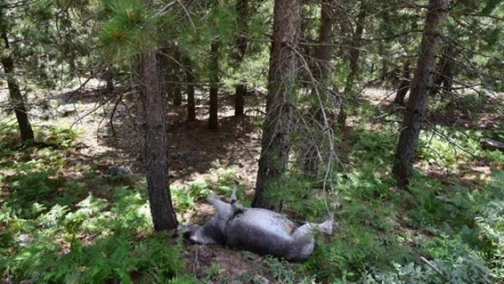 Ormandaki Eşekler Katledildi!