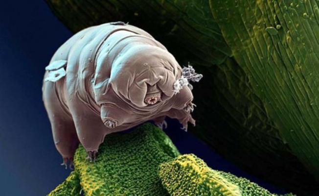 Su Ayısı Nedir? Su Ayısı Tehlikesi Nedir?