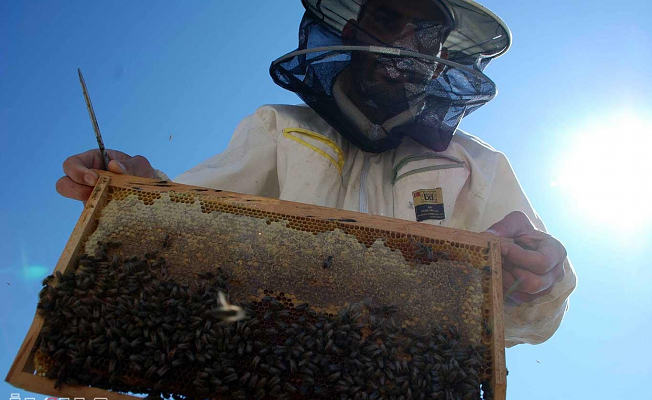 Ağrı'da Bal Üreticisi Hasattan Memnun