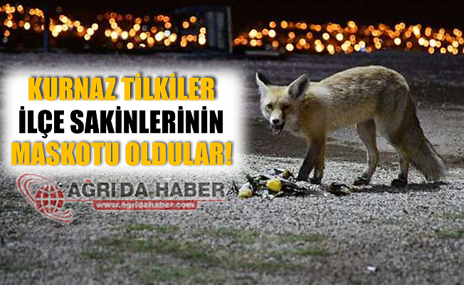 Doğubayazıt'ta Tilkiler İlçe halkının Maskotu Oldular!