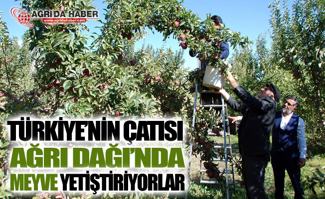 Türkiye'nin Çatısı Ağrı Dağı'nda Meyve Yetiştiriyorlar