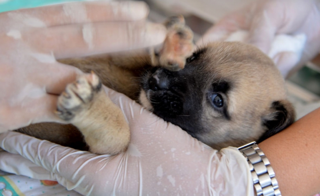 Yavru Köpekleri Çuvala Koyup dereye Atmışlar!