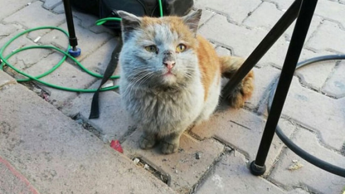 Depremzede kediye Antalya Belediyesi sahip çıktı