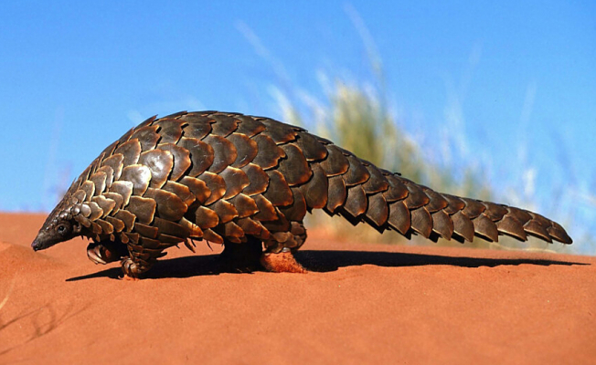 Pangolin nedir ve pulları ne işe yarar?