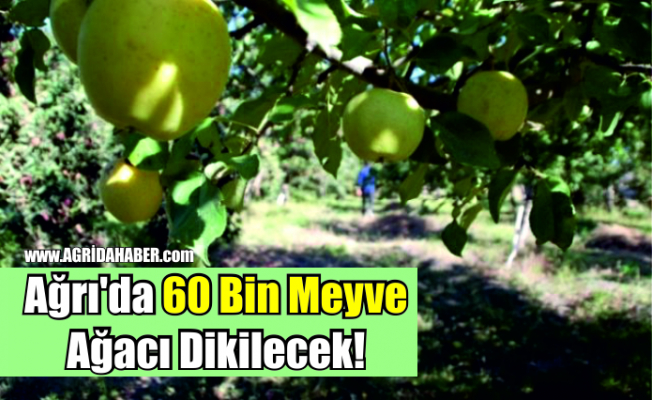 Ağrı'da 60 Bin Meyve Ağacı Dikilecek!