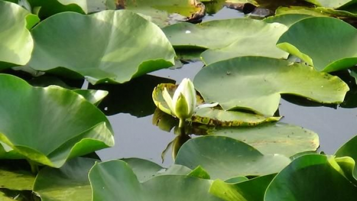 Nilüfer Gölü'nde çiçekler açıyor!