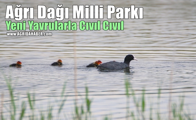 Ağrı Dağı Milli Parkı Yeni Yavrularla Cıvıl Cıvıl