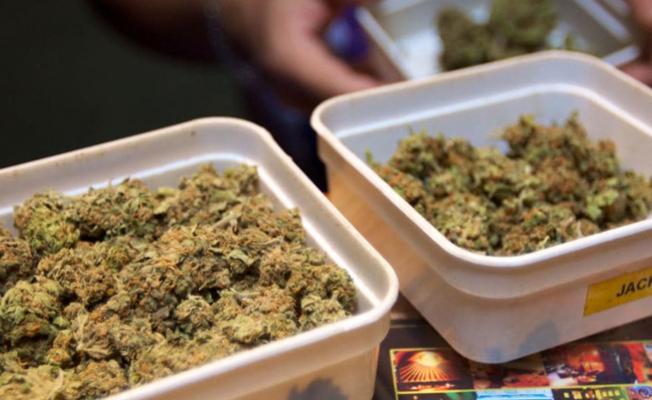 Hollanda'da esrar üreticilerine istihdam sağlanacak