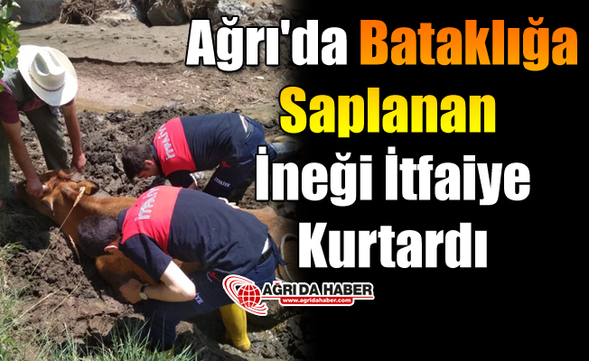 Ağrı'da Bataklığa Saplanan İneği İtfaiye Kurtardı