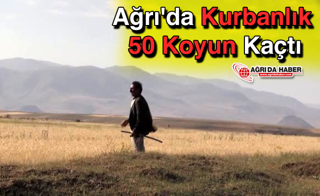 Ağrı'da Kaçan 50 Küçükbaş Kurbanlık Arazide Bulundu