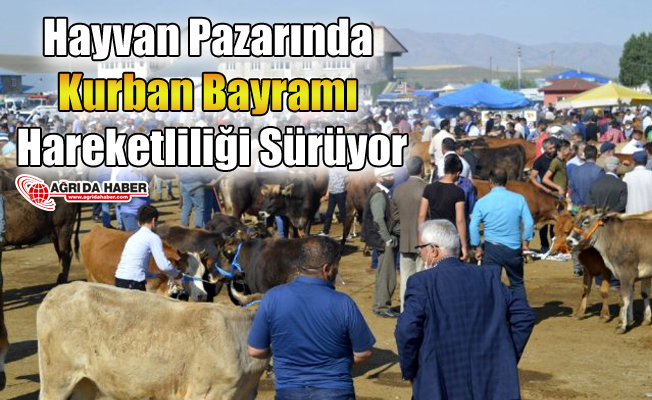 Hayvan Pazarında Kurban Bayramı Hareketliliği Sürüyor