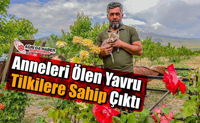 Anneleri ölen yavru tilkiler kedi ve köpek sütüyle besleniyor