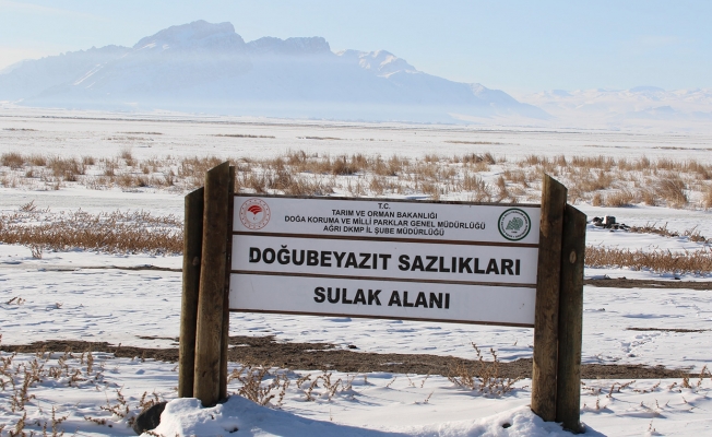 Kışın Ortasında Su Kuşu Sayımları tamamlandı