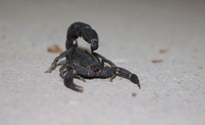 Bu Akrebin Zehrinin Litresi 10 Milyon Dolar