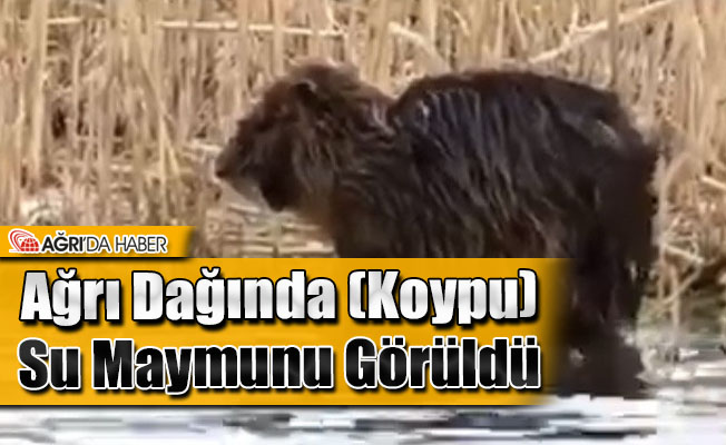 Ağrı Dağında Su Maymunu Görüntülendi