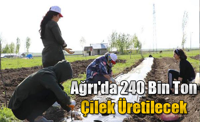 Ağrı'da 240 Bin Ton Çilek Üretilecek