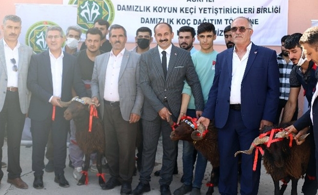 Ağrı'da 150 damızlık koç dağıtıldı