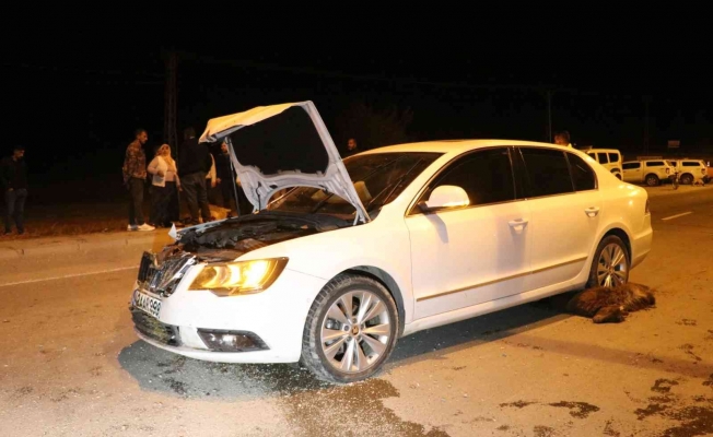 Ağrı'da Bir Otomobil Hayvan Sürüsüne Çarptı