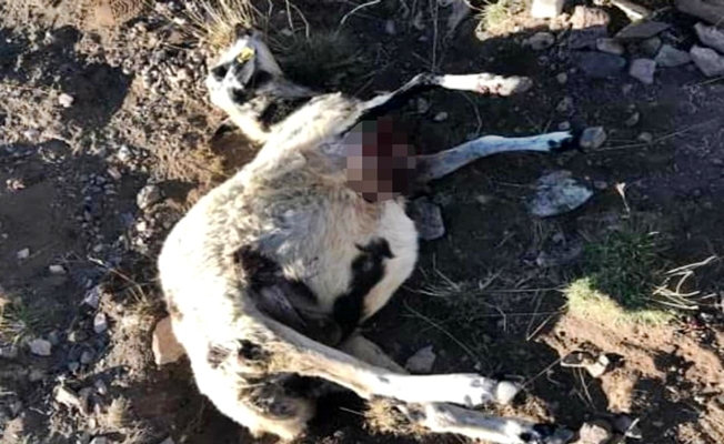 Diyadin'de sürüye kurt saldırdı 20 koyun telef oldu!